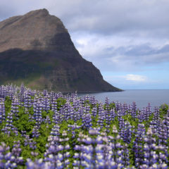 Negotiating Contested Landscapes: The Alaska Lupin in Iceland